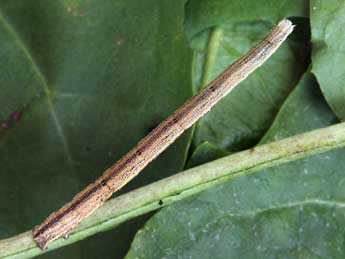  Chenille de Scopula immutata L. - ©Daniel Morel