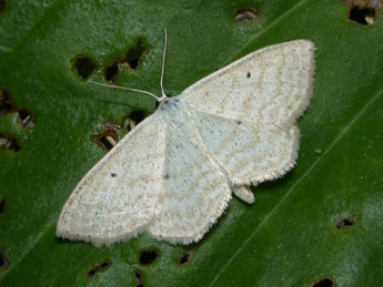 Scopula immutata L. adulte - Philippe Mothiron