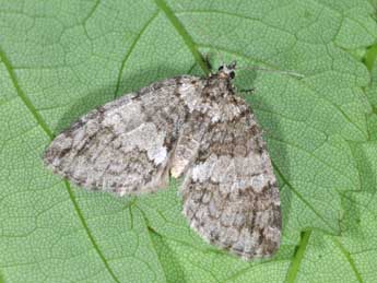 Hydriomena impluviata D. & S. adulte - ©Philippe Mothiron