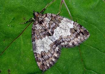 Hydriomena impluviata D. & S. adulte - ©Franois Spill