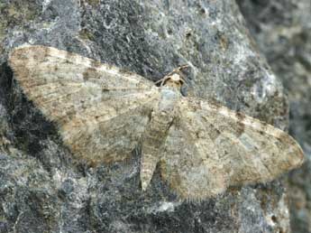 Eupithecia impurata Hb. adulte - Daniel Morel