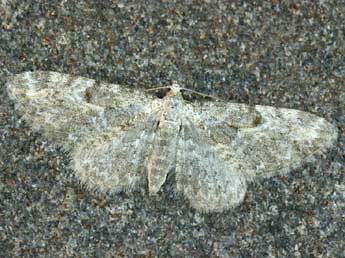 Eupithecia impurata Hb. adulte - ©Daniel Morel