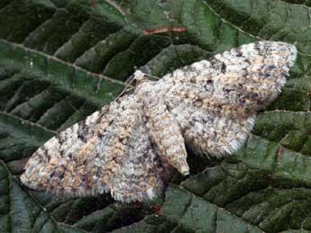 Eupithecia semigraphata Brd adulte - ©Daniel Morel