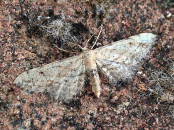 Idaea incalcarata Chrt. adulte - ©Daniel Morel