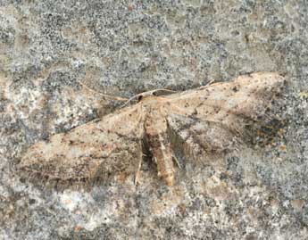 Idaea incalcarata Chrt. adulte - Daniel Morel