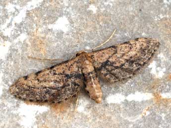 Idaea incalcarata Chrt. adulte - ©Daniel Morel