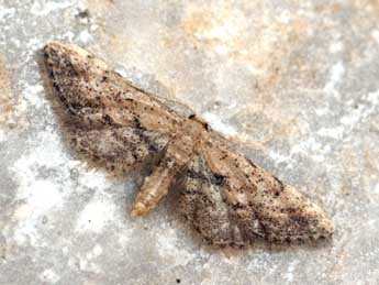 Idaea incalcarata Chrt. adulte - ©Daniel Morel