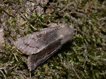 Orthosia incerta Hfn. adulte - Philippe Mothiron