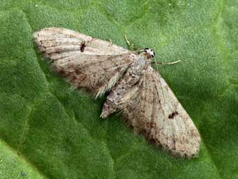 Eupithecia indigata Hb. adulte - ©Daniel Morel