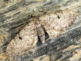 Eupithecia indigata Hb. adulte - ©Daniel Morel