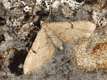 Eupithecia indigata Hb. adulte - ©Daniel Morel