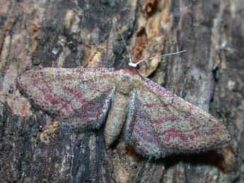 Idaea infirmaria Rbr adulte - ©Philippe Mothiron