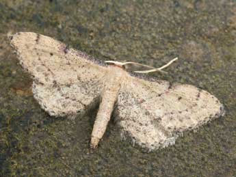 Idaea infirmaria Rbr adulte - ©Daniel Morel