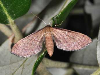 Idaea infirmaria Rbr adulte - ©Philippe Mothiron