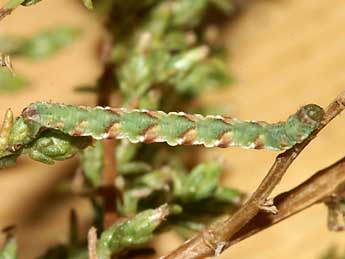  Chenille de Eupithecia innotata Hfn. - ©Lionel Taurand