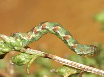  Chenille de Eupithecia innotata Hfn. - Lionel Taurand