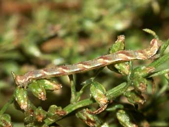  Chenille de Eupithecia innotata Hfn. - ©Lionel Taurand