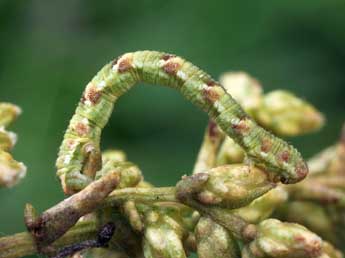  Chenille de Eupithecia innotata Hfn. - ©Daniel Morel