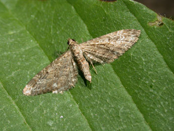 Eupithecia innotata Hfn. adulte - Philippe Mothiron