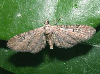 Eupithecia innotata Hfn. adulte - Philippe Mothiron