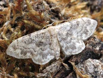 Idaea inquinata Scop. adulte - ©Daniel Morel