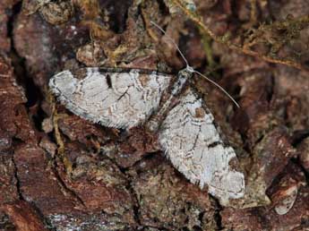 Eupithecia insigniata Hb. adulte - ©Samuel Ducept