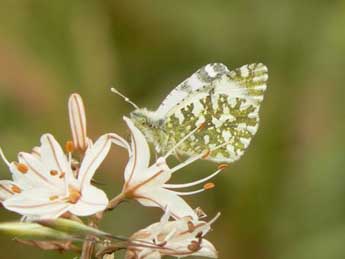 Euchloe insularis Stgr adulte - Serge Couy