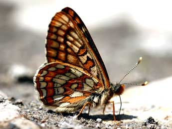 Euphydryas intermedia Mntris adulte - Daniel Morel