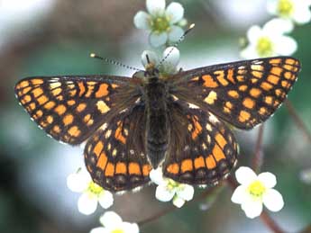 Euphydryas intermedia Mntris adulte - ©Tristan Lafranchis