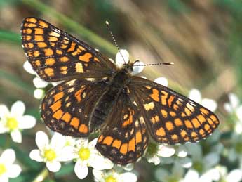 Euphydryas intermedia Mntris adulte - ©Tristan Lafranchis