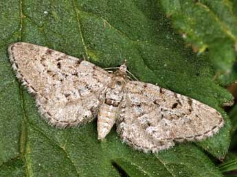 Eupithecia intricata Zett. adulte - ©Daniel Morel