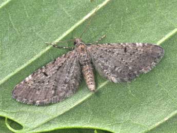 Eupithecia intricata Zett. adulte - ©Philippe Mothiron