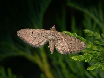 Eupithecia intricata Zett. adulte - ©Philippe Mothiron