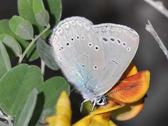 Glaucopsyche iolas O. adulte - Philippe Mothiron