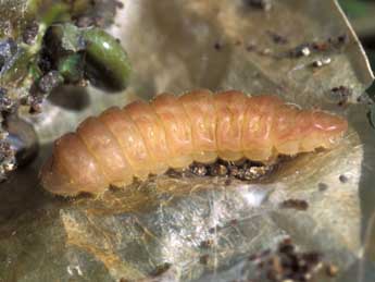  Chenille de Glaucopsyche iolas O. - ©Tristan Lafranchis