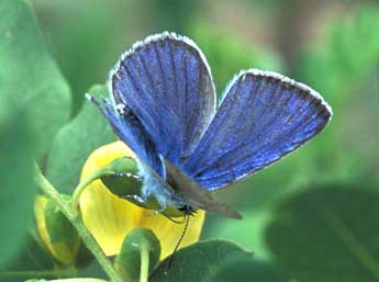 Glaucopsyche iolas O. adulte - Tristan Lafranchis