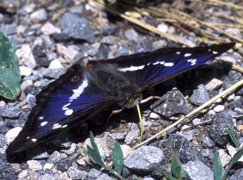 Apatura iris L. adulte - Tristan Lafranchis