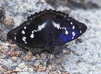 Apatura iris L. adulte - Tristan Lafranchis