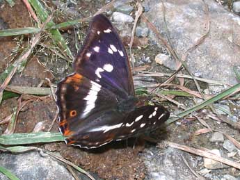 Apatura iris L. adulte - ©Philippe Mothiron