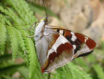 Apatura iris L. adulte - David Demerges