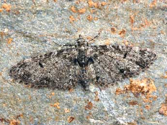 Eupithecia irriguata Hb. adulte - ©Daniel Morel