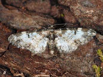 Eupithecia irriguata Hb. adulte - ©Samuel Ducept