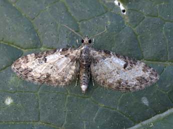 Eupithecia irriguata Hb. adulte - Jrme Barbut