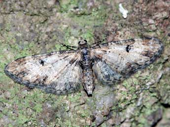 Eupithecia irriguata Hb. adulte - Jrme Barbut