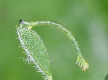  Chenille de Chesias isabella Schaw. - ©Philippe Mothiron