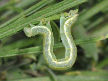  Chenille de Chesias isabella Schaw. - ©Philippe Mothiron