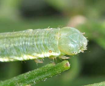  Chenille de Chesias isabella Schaw. - ©Philippe Mothiron