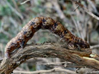  Chenille de Compsoptera jourdanaria Serres - ©Daniel Morel