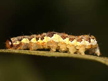  Chenille de Dryobota labecula Esp. - Vincent Derreumaux