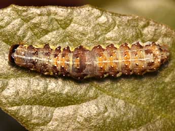  Chenille de Dryobota labecula Esp. - Vincent Derreumaux